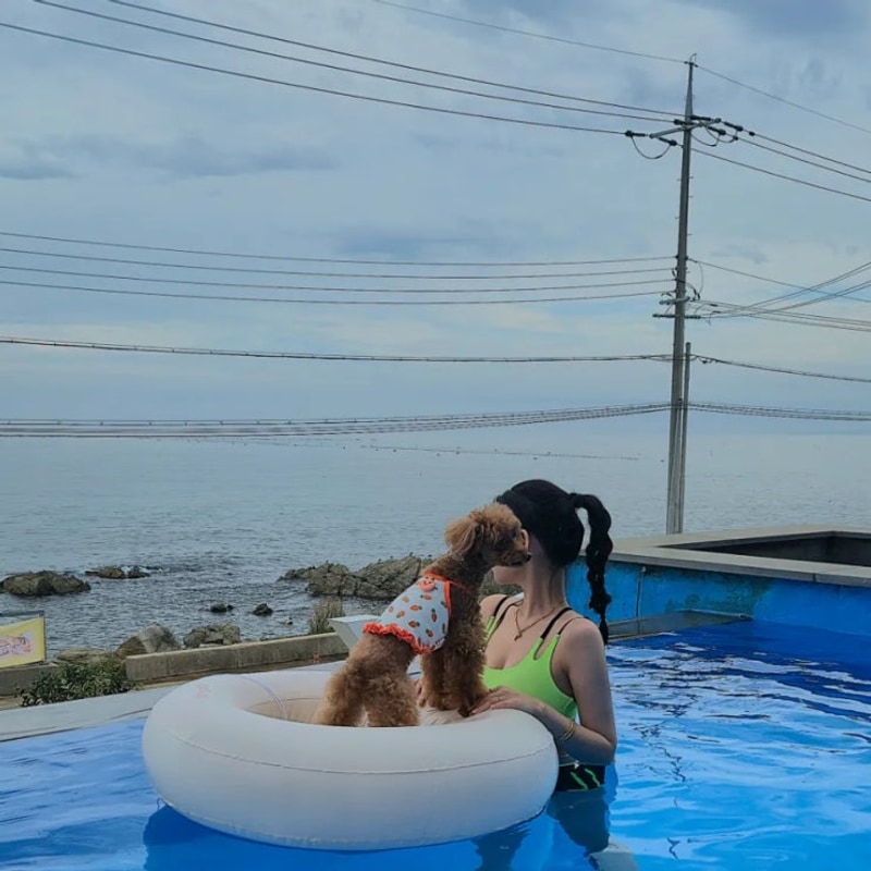 포항 영덕 애견동반 풀빌라 글램핑 스페이스 영덕 프라이빗...