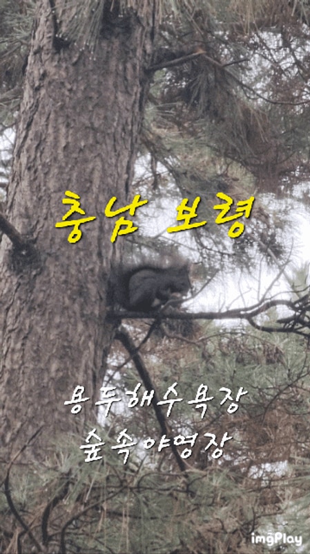 보령 캠핑 동백관 숲속야영장