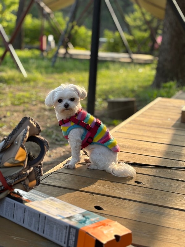 [양평 캠핑장] 마을 규모의 애견동반 캠핑장 양평오커빌리지...