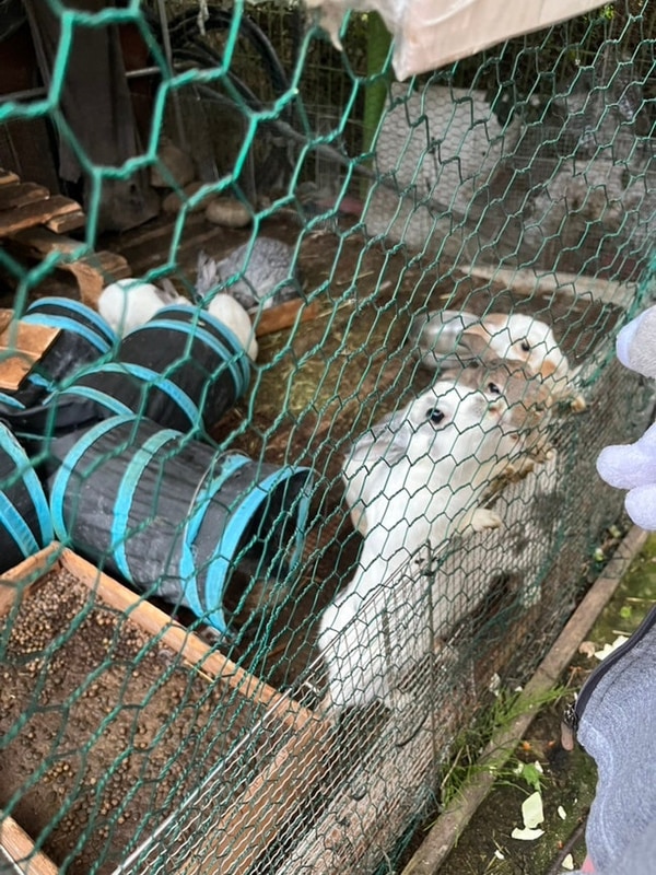 단양 남한강뷰 트램폴린&토끼가 있는 단양무지개오토캠핑장...