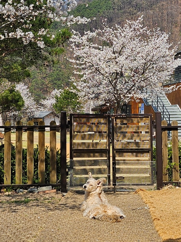 [대전] 애견동반 글램핑 숙소 찐후기 '캠프향기' 방문기