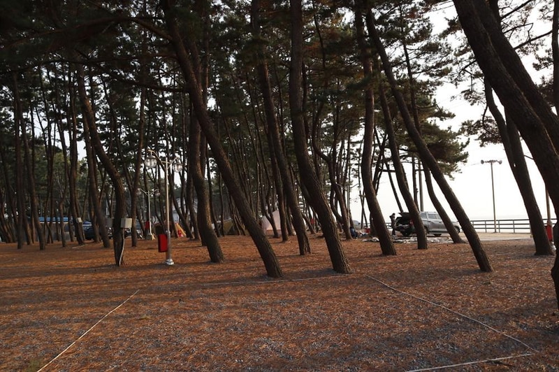 몽산포오토캠핑장 2구역 시설 사진 5