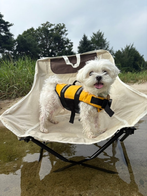 포천 반려견동반 계곡캠핑장 추천 "포천리버빌캠핑&카페"