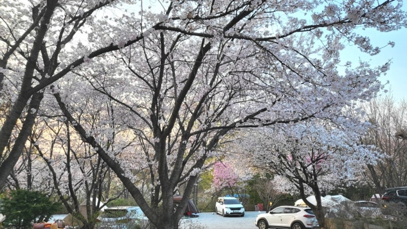 용인 벚꽃명소 안성 비봉산캠핑장 벚꽃캠핑 작년 일자와 풍경