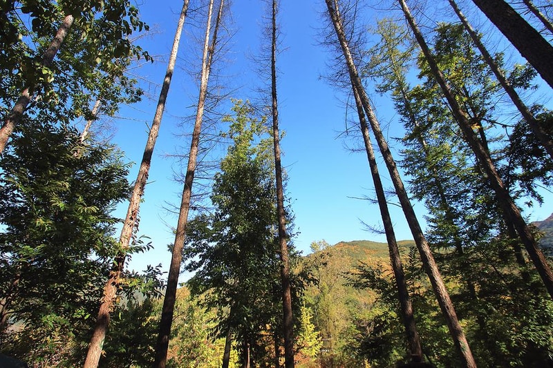 청량산 나무네숲 캠핑장 시설 사진 5
