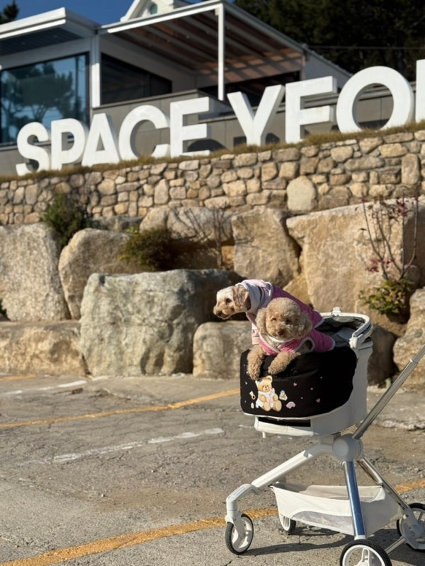 스페이스영덕 애견동반 숙소 리뷰 바다가 보이는 오션뷰 글램핑...