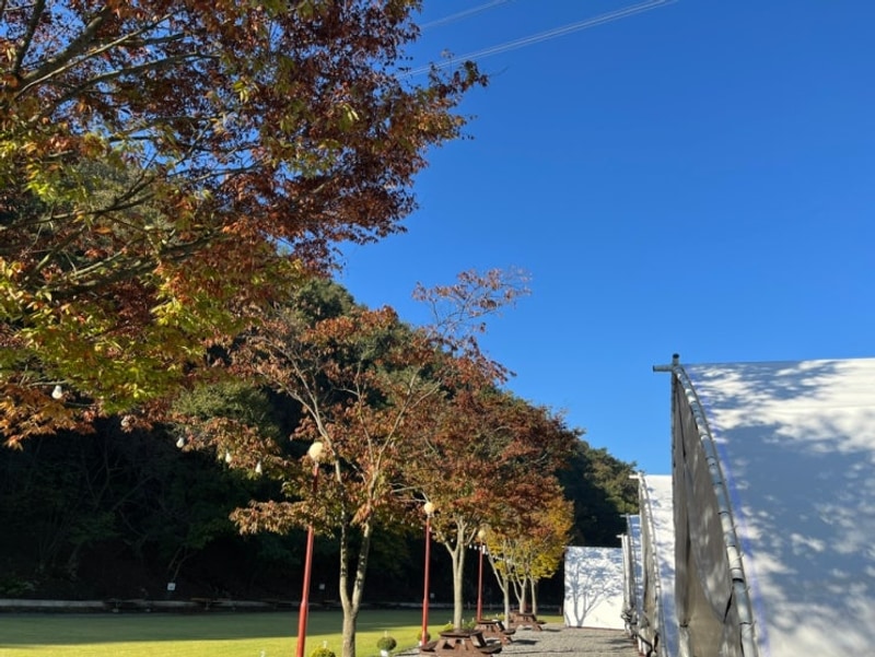 전남 장성 글램핑장 애플글램핑 전남여행 후기