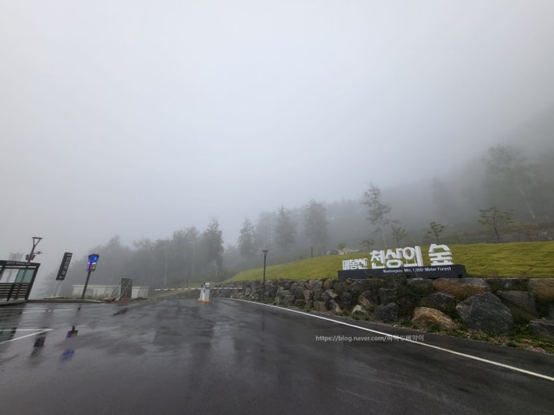 [강원/태백] 매봉산 천상의 숲 - 자연 속으로 퐁당(캠핑 센터 A...