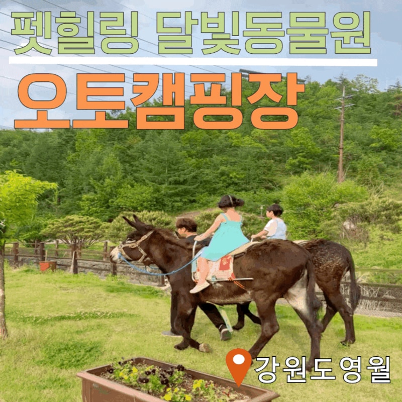 영월캠핑장 종일 먹이주는 동물원 속 '펫힐링 달빛동물원 캠핑장'