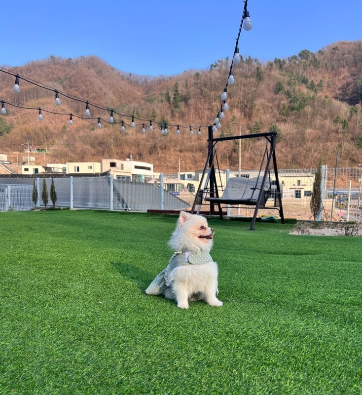 [가평 숙소] 반려견과 함께,  또바기 애견 글램핑 펜션(스파...