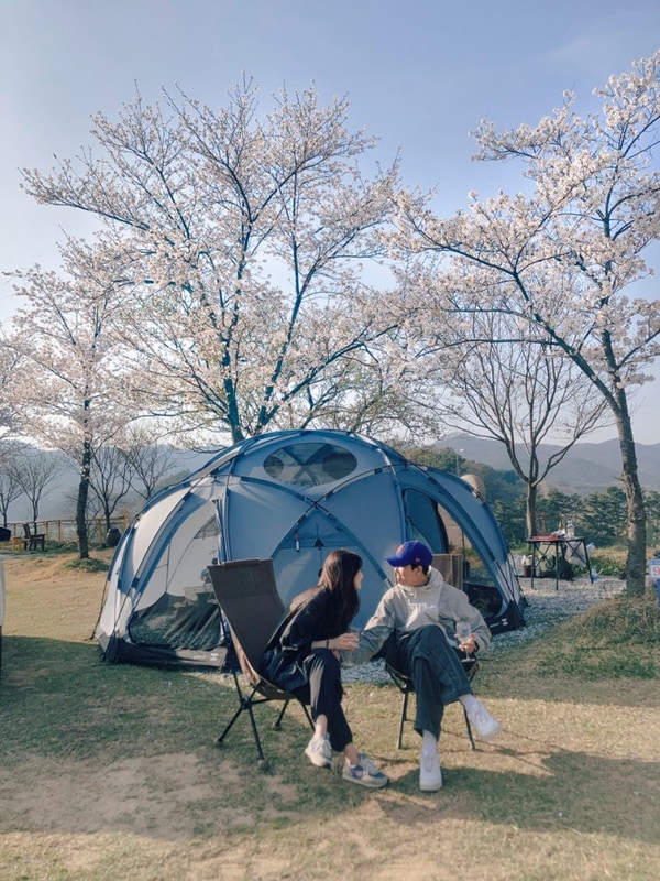 [ 부여 캠핑 ] 진달래 관광농원 캠핑장, 부여 벚꽃캠핑