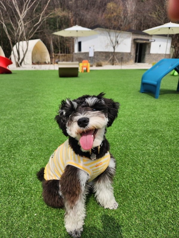 [경기도 양주] 내돈내산 애견동반 피크닉,캠크닉 비트윈