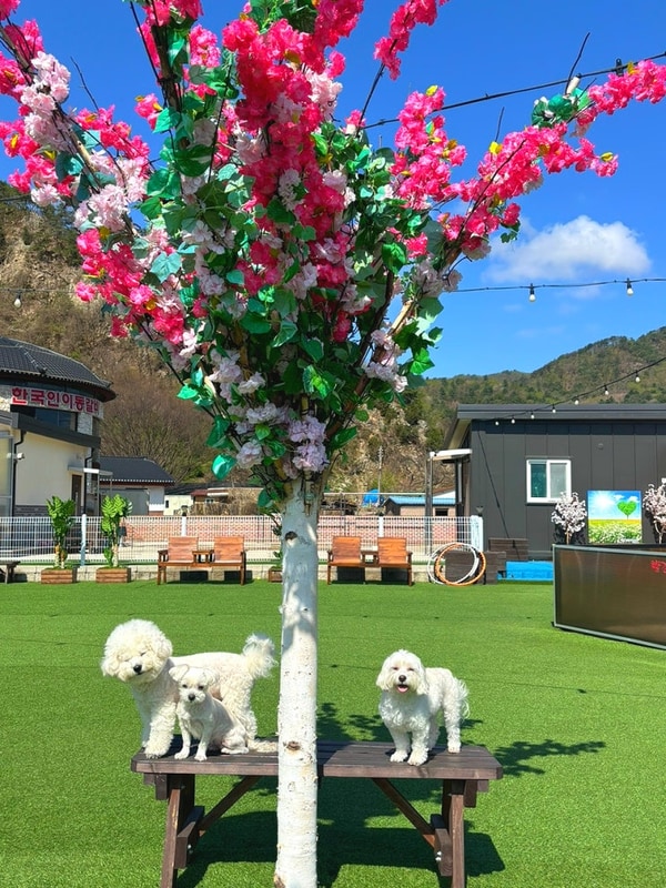 포천 애견글램핑 쏘쿨이네글램핑 세번째 방문