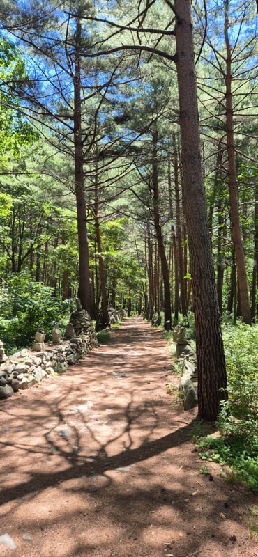 《강릉 노추산 힐링캠프》 시원한 계곡 옆 숲속에서 즐긴 첫 캠핑