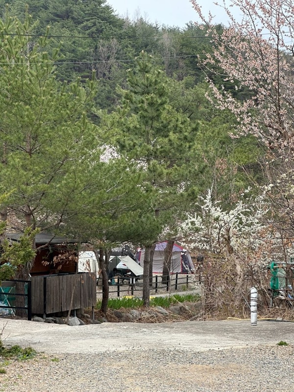 벚꽃 캠핑 삼척 엘림캠핑장