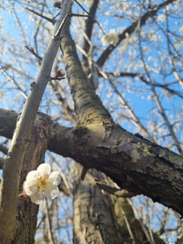 부안 캠핑장 내소힐링캠프, 산과 바다를 동시에 즐기는 여행