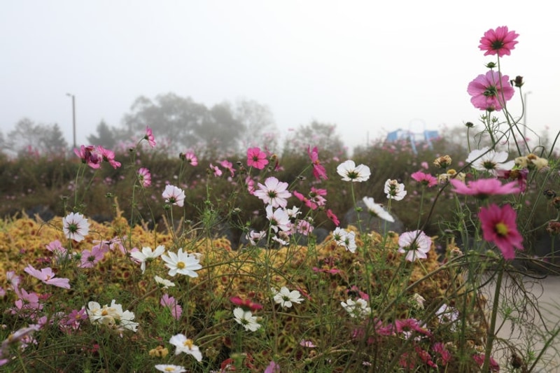 [ 캠핑 ] 가평 자라섬 캠핑, 자라섬 남도 꽃정원(2025.10.23~25)