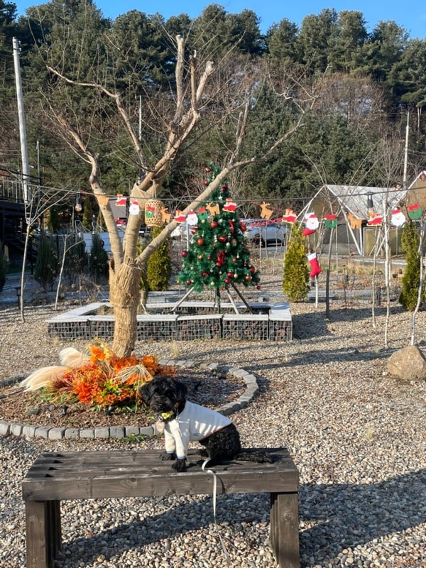 가평 나아정캠핑장|애견동반 개별울타리 4번 사이트