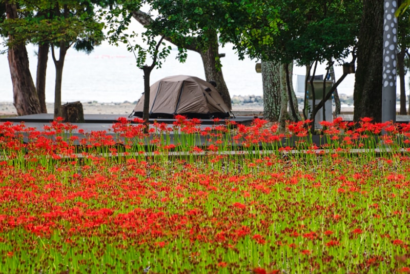남해 앵강다숲 꽃무릇 실시간... 남해 힐링 국민 여가캠핑장...