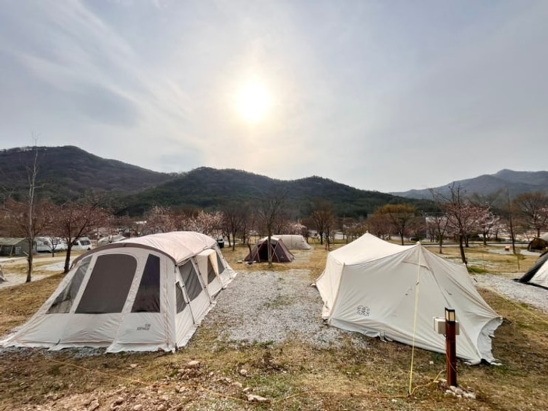 고창 보다더캠핑 벚꽃명소 광주근교 캠핑장추천