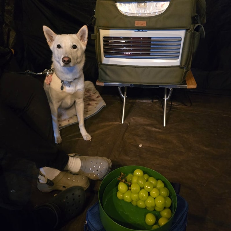 [애견캠핑] 여주 캠핑주막! with 대추