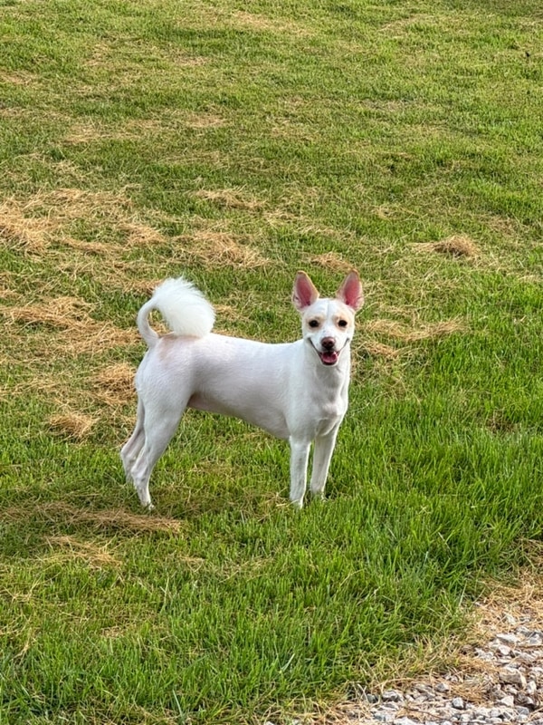 글램핑 애견동반펜션 ,장흥애... 애견캠핑장 땡땡이글램핑