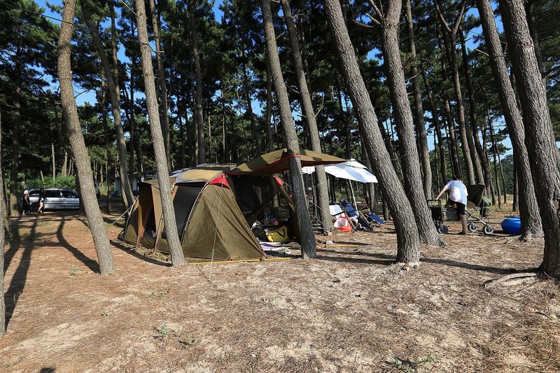 백사장사계절 숲속야영장 시설 사진 10