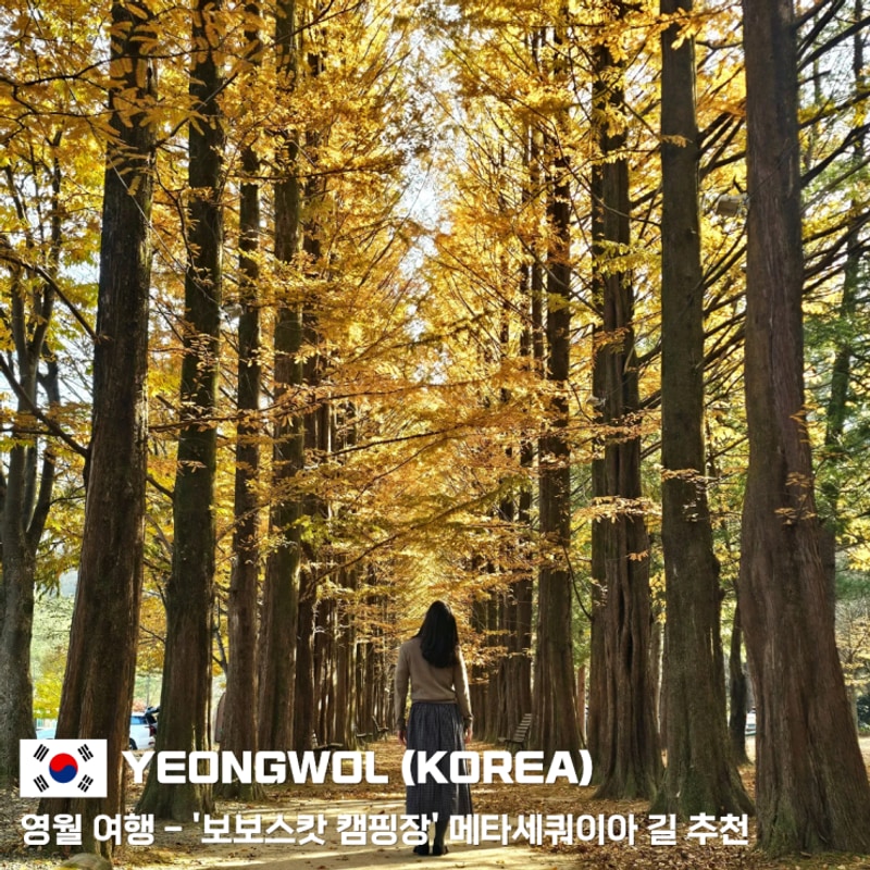 영월 여행 - 단풍구경 '보보스캇 캠핑장' 추천 (메타세쿼이아길...