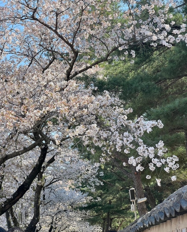 [경북/청도/경주] 캠프 1530, 경주 벚꽃 핫플 돌담길, 황리단길...