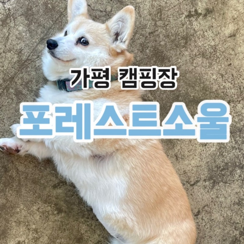 가평 조용한 캠핑장 추천 포레스트소울 애견동반 가능