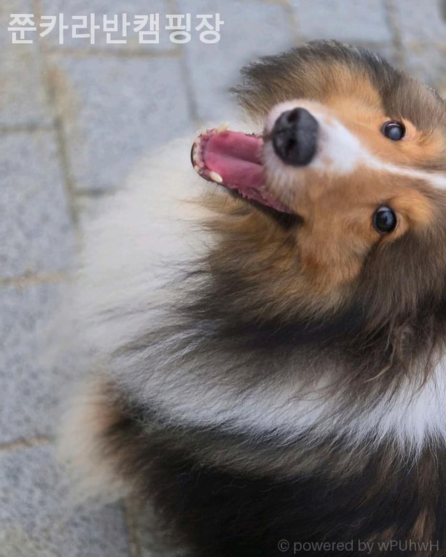 [고성/캠핑장/글램핑] 쭌카라반캠핑장 도심을 벗어나 별빛...