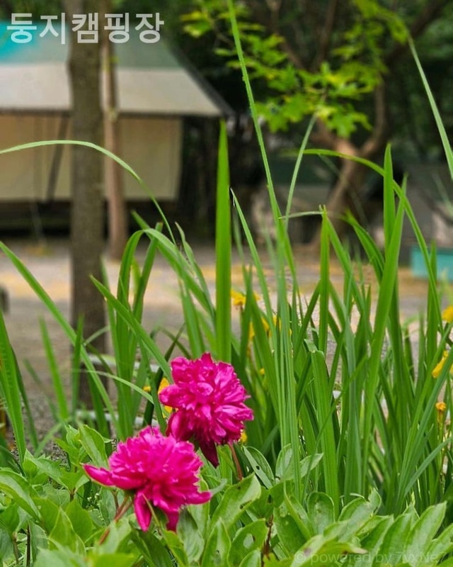 [ 가평 펜션 추천 ] 둥지캠핑장 가격대비 만족도 높은 펜션