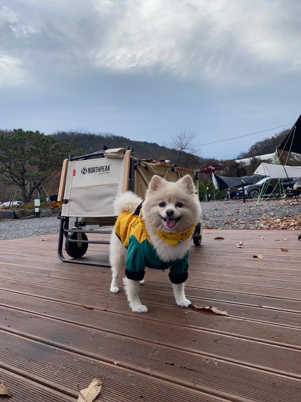 [국내여행ː포천]- 애견동반 캠핑 달사랑캠핑장 A-10 자리...