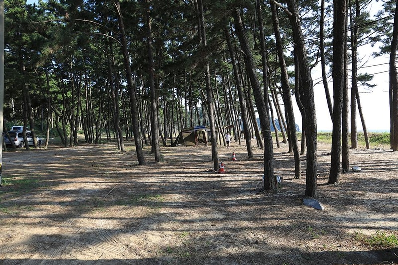 백사장사계절 숲속야영장 시설 사진 11