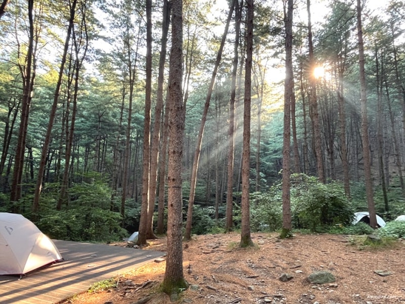 가평 호명산 잣나무숲속 캠핑장 명당 예약 계곡, 호명호수 등산...