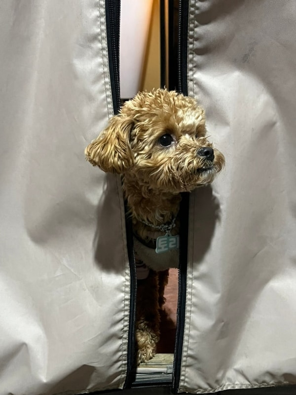 강릉 애견동반 글램핑 여행숙소 추천 주문진글램핑오토캠핑장!