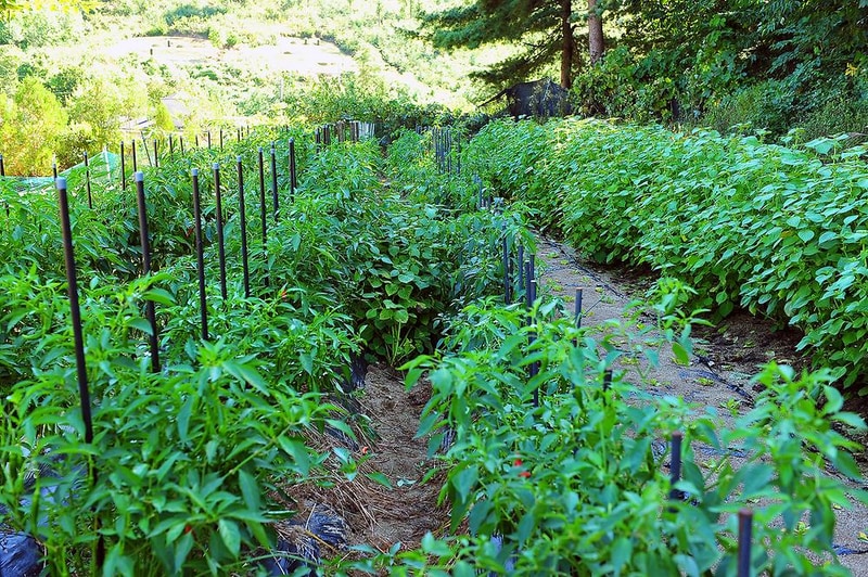 수원산 오토캠핑장 시설 사진 2