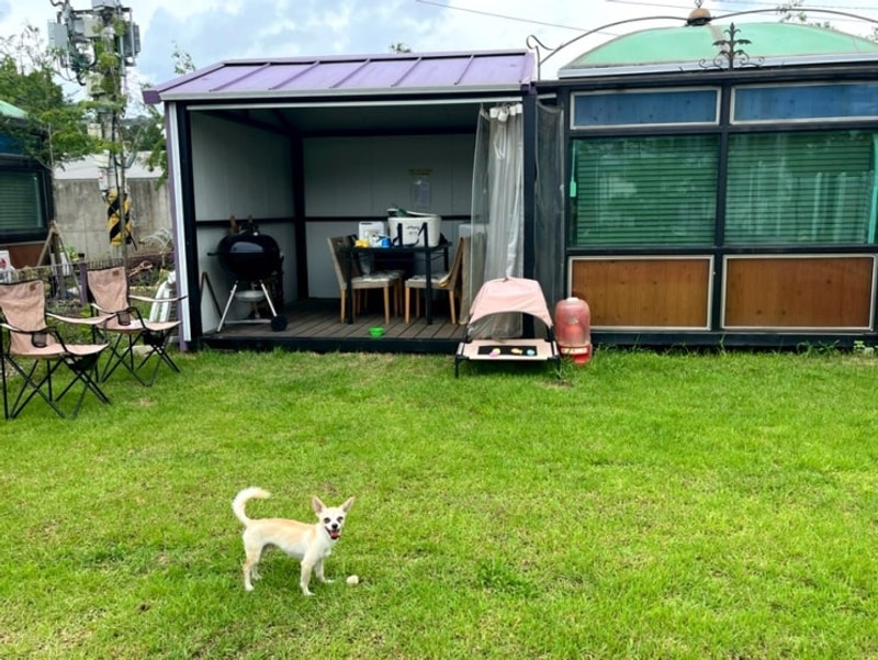 방갈로 있는 파주 애견동반 캠핑장, 테라피크닉 내돈내산후기