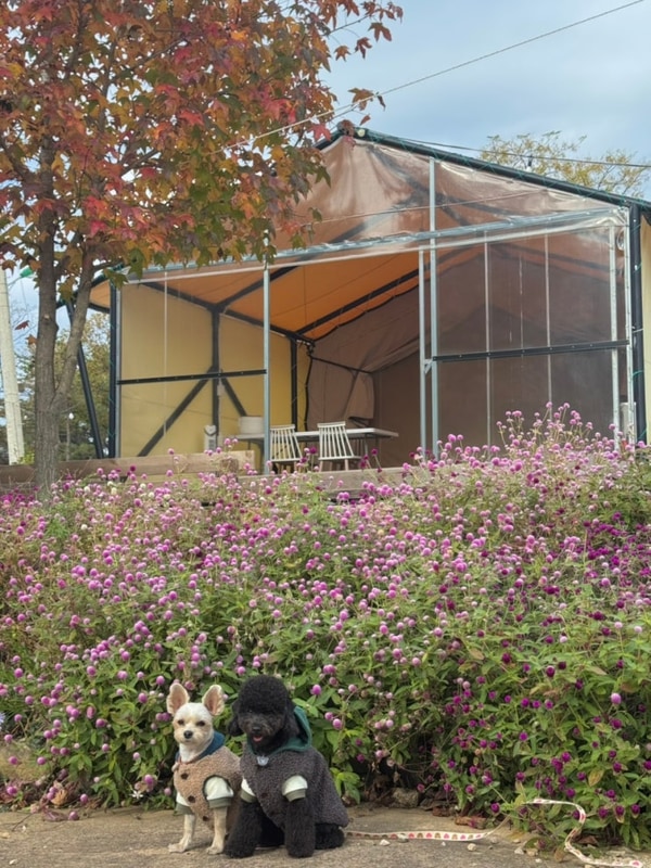 전남 애견동반 글램핑장 추천_ 장흥땡땡이글램핑