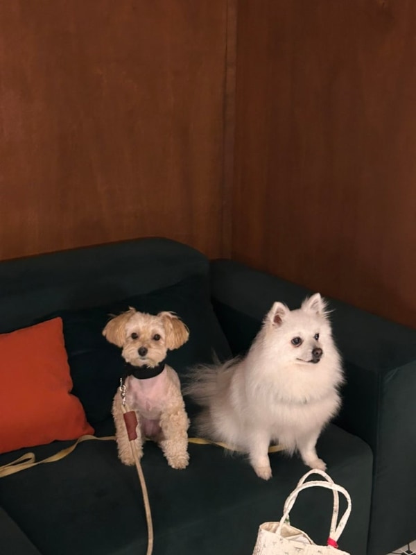 포천 애견동반 여행 추천 코스 쏘쿨이네 글램핑 → 청운쉼터...