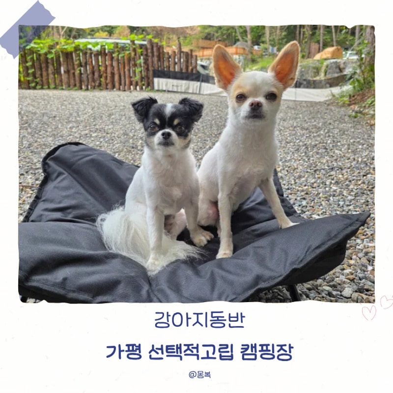 강아지동반 [ 가평 선택적고립 캠핑장 , C6 / 2박 3일 ] 2번째...
