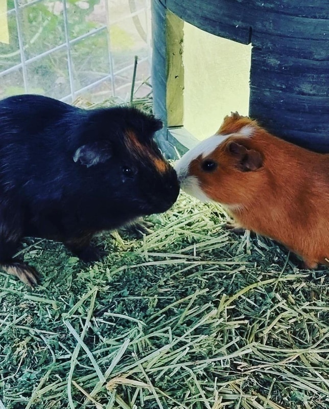 반달곰이 살던 숲 시설 사진 7