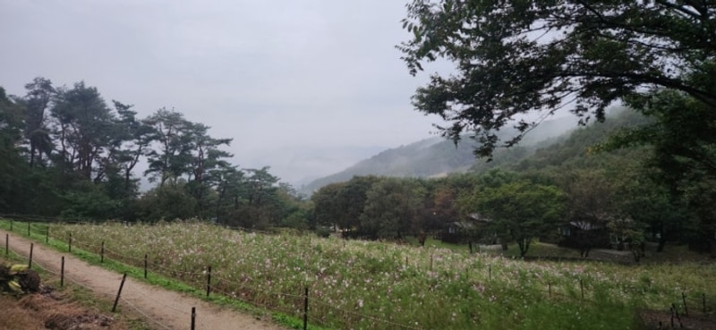 [휴양림] 용인자연휴양림 퇴근박 , 솔캠(7) , 우중캠핑