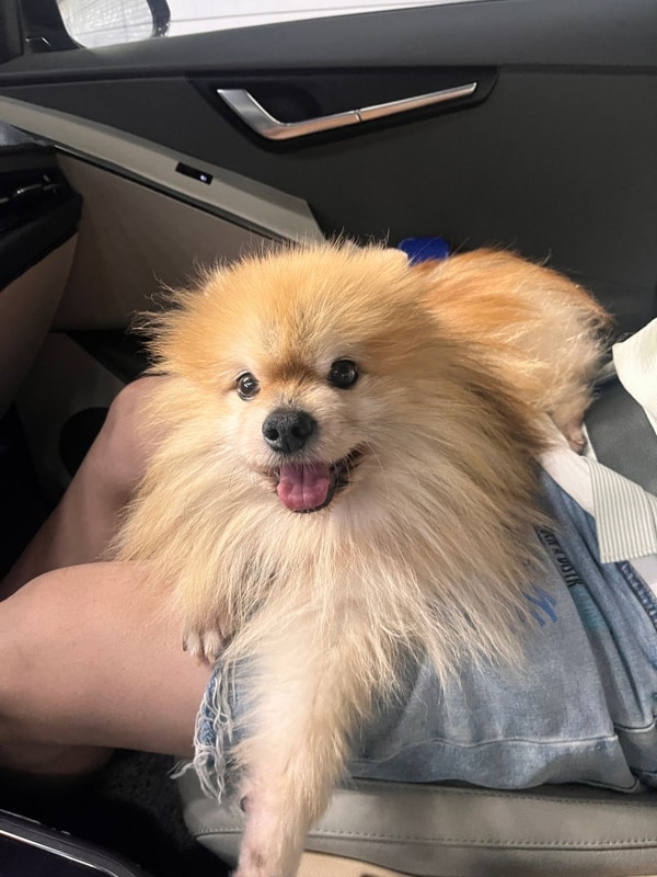 애견동반 강화원스캠핑장 3가족 캠핑