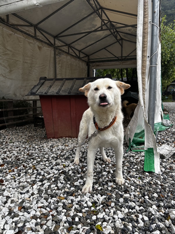 정선펜션 하이원펜션 정선애 펜션&캠핑장 솔직 후기, 계곡...