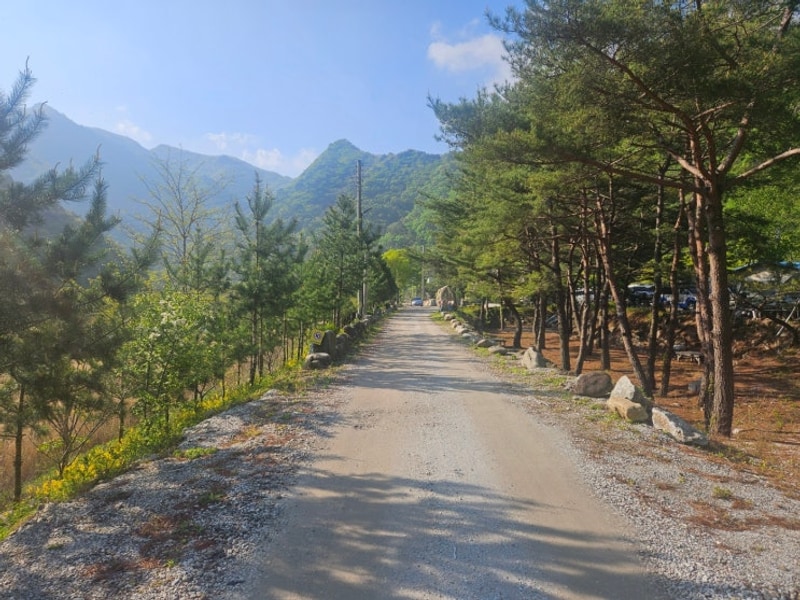 [강원도 정선] 파인트리 캠핑장/5일장 방문 후기(안산시화...