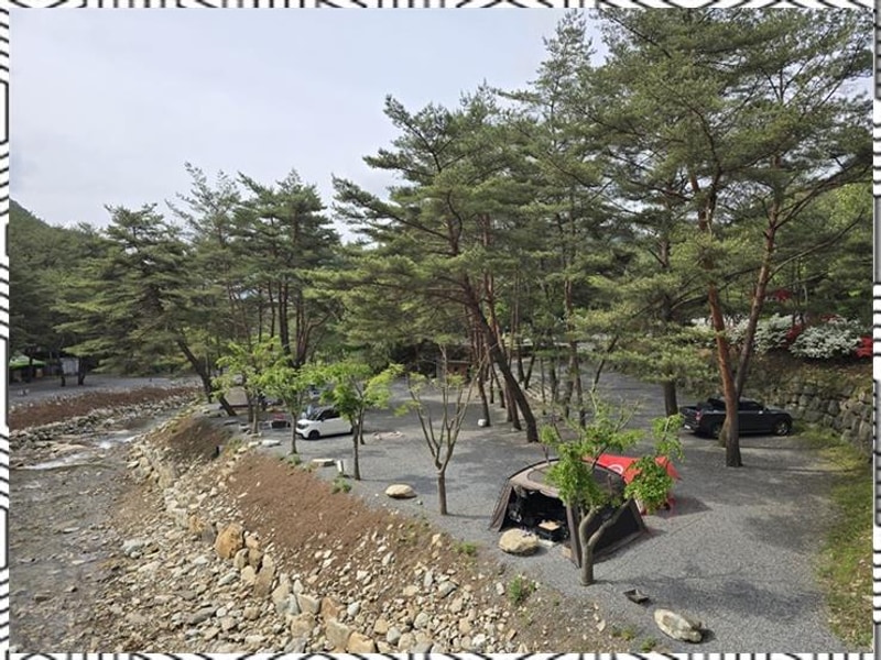 강원도영월캠핑 자연 속 힐링을 선사하는 소나무와계곡캠핑장