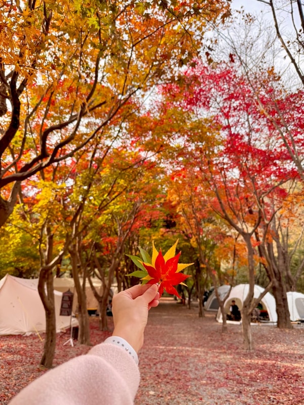 경기도 가평 단풍 캠핑장, 두레캠핑장 명당자리(아이두젠 옥타곤)