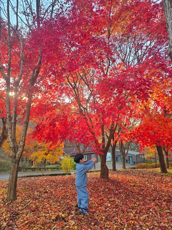 용인 단풍 명소 가을 캠크닉 + 놀이터 공원 용인자연휴양림...