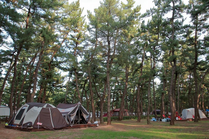 연곡해변 솔향기캠핑장 시설 사진 26